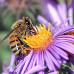 European honey bee extracts nectar