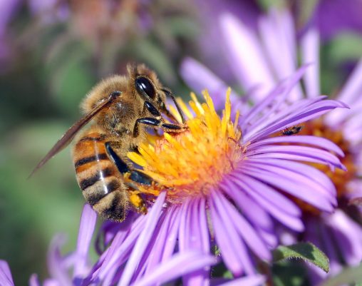 European honey bee extracts nectar