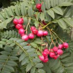 Sorbus microphylla agg. 20011239A ENEP456 9a