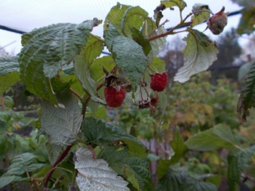 Raspberry Autumn Bliss 20120123A 3a