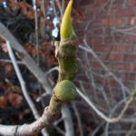 Fig Ficus carica 22 1 2016 1a