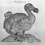 Engraving of a Dodo Wellcome L0032837