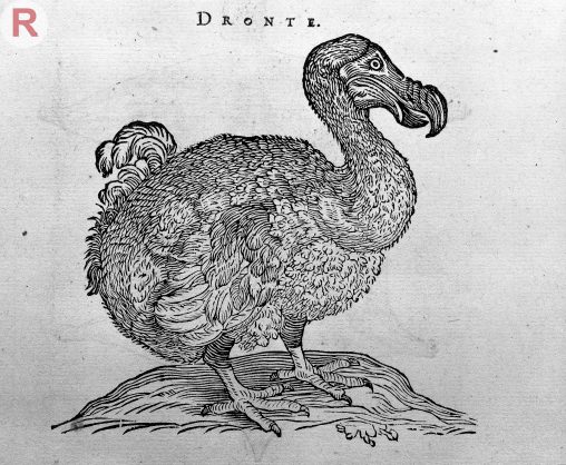 Engraving of a Dodo Wellcome L0032837