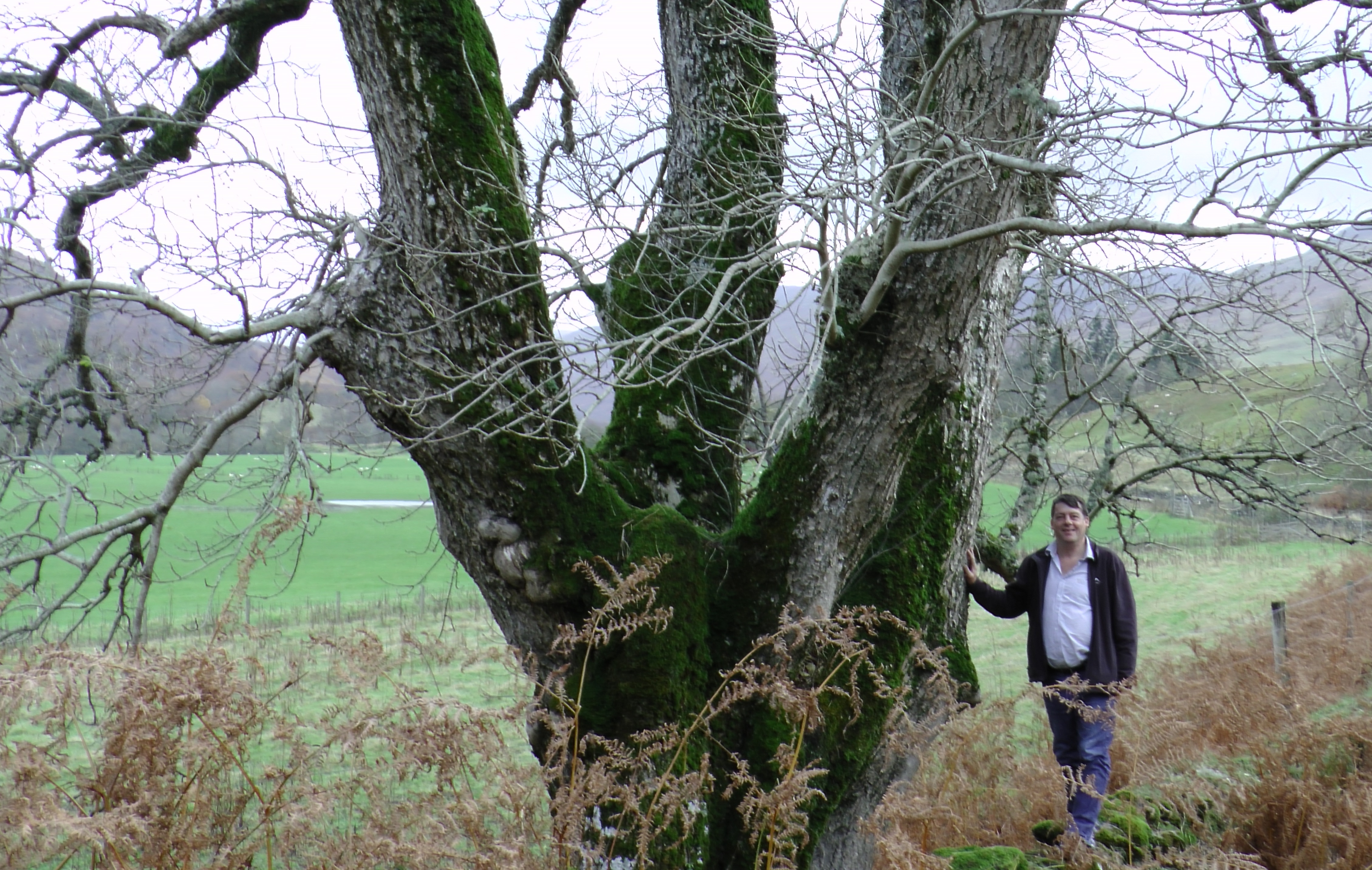 Another Sprig of Hope For Ash Tree? BIOCHAR … – Botanics Stories