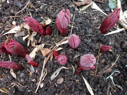 Paeony emerging shoots a