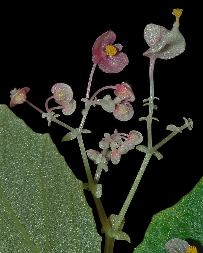 Begonia bella
