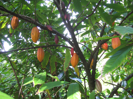 cocao tree