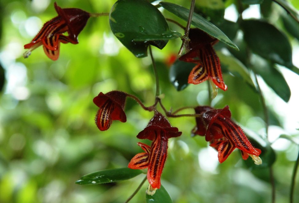 19622295 A Aeschynanthus tricolor e1472052239788