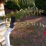 Fuchsia magellanica seedling 5a