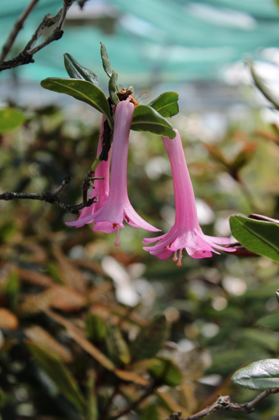 Rhododendron praetervisum