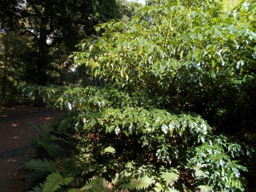 Trochodendron aralioides 20051372A 6a