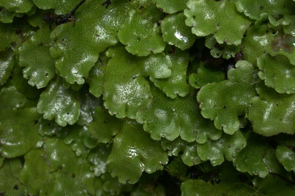 A rapid phylogeny of Marchantia, from the RBGE collections. II ...