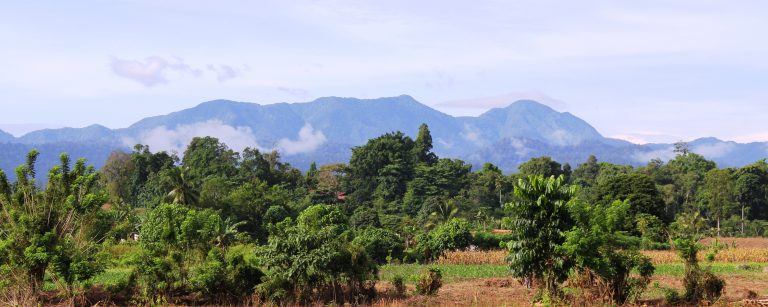 Update: North Sulawesi Fieldwork – Botanics Stories
