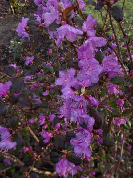 Rhododendron dauricum 19791541A 4a 1