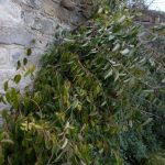 Scisandra plena 20042043B a 1