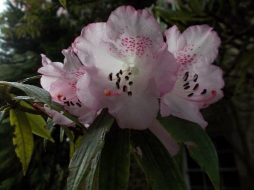 Rhododendron hunnewellianum ssp. hunewellianum 19210004A 10a