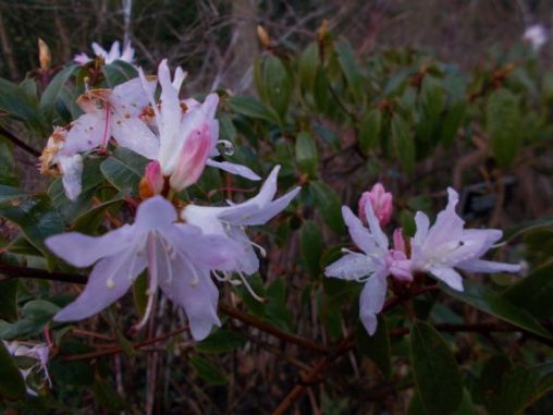 Rhododendron siderophyllum 19960554E KYE AC833 2a
