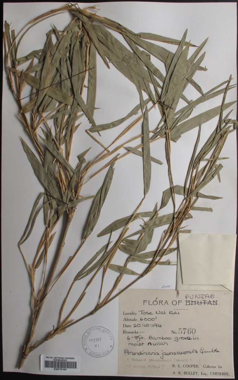 Yushania anceps Botanics Stories