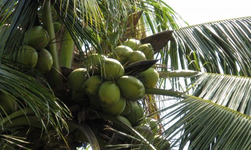 Coconut green