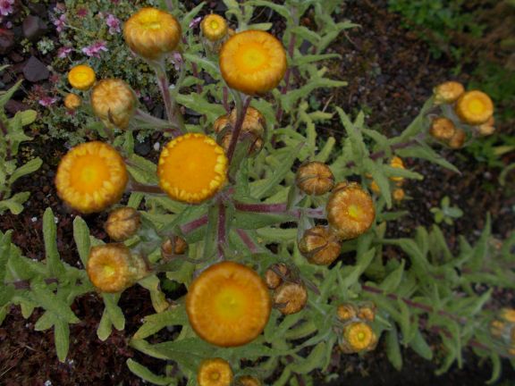 Helichrysum aureum var. serotinum