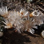 Helichrysum retortoides