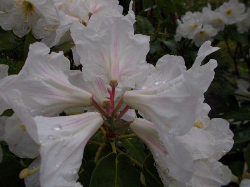 Rhododendron serotinum 19981594A COH 7189 12a