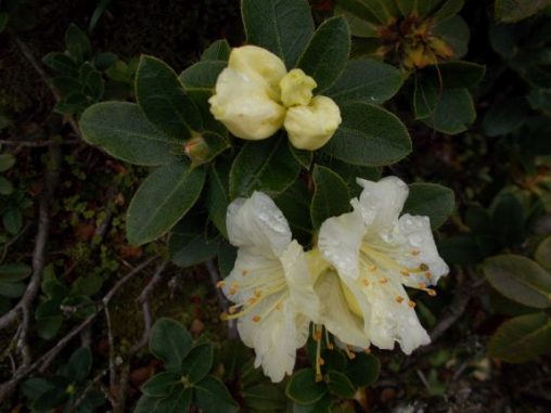 Rhododendron fletcherianum 19754070J Rock 22302 2a