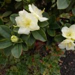Rhododendron fletcherianum