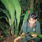 Biogo Mutang Mulu NP Staff Orchidantha megalantha