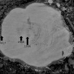 Pinus sylvestris ring count