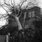 Beech tree Fell against tearoom roof Jan 1968 02