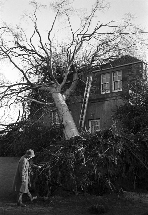 Beech tree Fell against tearoom roof Jan 1968 02