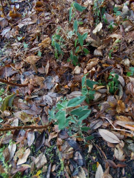 Cotoneaster seedlings