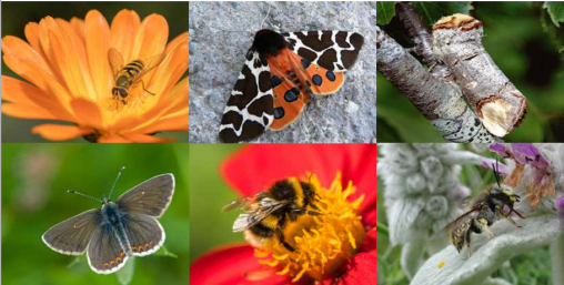 PIctures of 6 pollinators found in Edinburgh