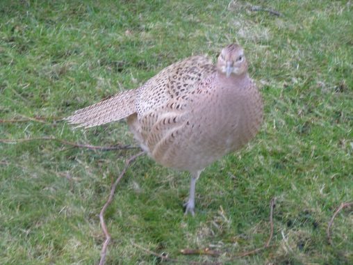 Female Pheasant P1410968