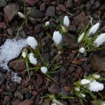 Crocus chrysanthus Snow Bunting 20022115A 10a