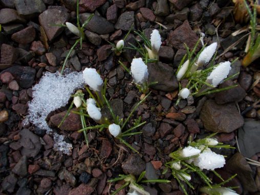Crocus chrysanthus 'Snow Bunting'