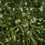 Allium paradoxum 4a