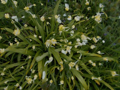 Allium paradoxum 4a