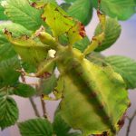 Grays Leaf Insect