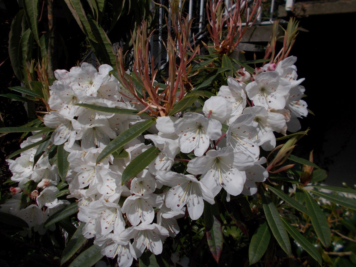 Rhododendron annae