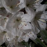 Rhododendron annae 19181002 B1 Forrest 15954 15a