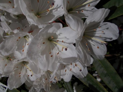 Rhododendron annae 19181002 B1 Forrest 15954 15a
