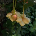 Schisandra grandiflora 20011277E ENEP508 7