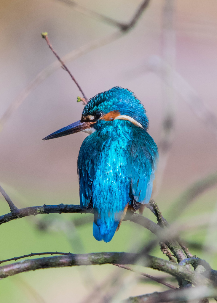 The Urban Kingfisher Botanics Stories