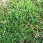 Polytrichum commune