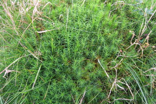 Polytrichum commune