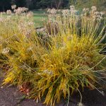 Agapanthus praecox ssp. minimus 19570295 Palmer 116 1