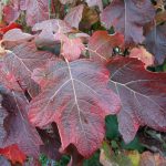 Hydrangea quercifolia 20082148A 1