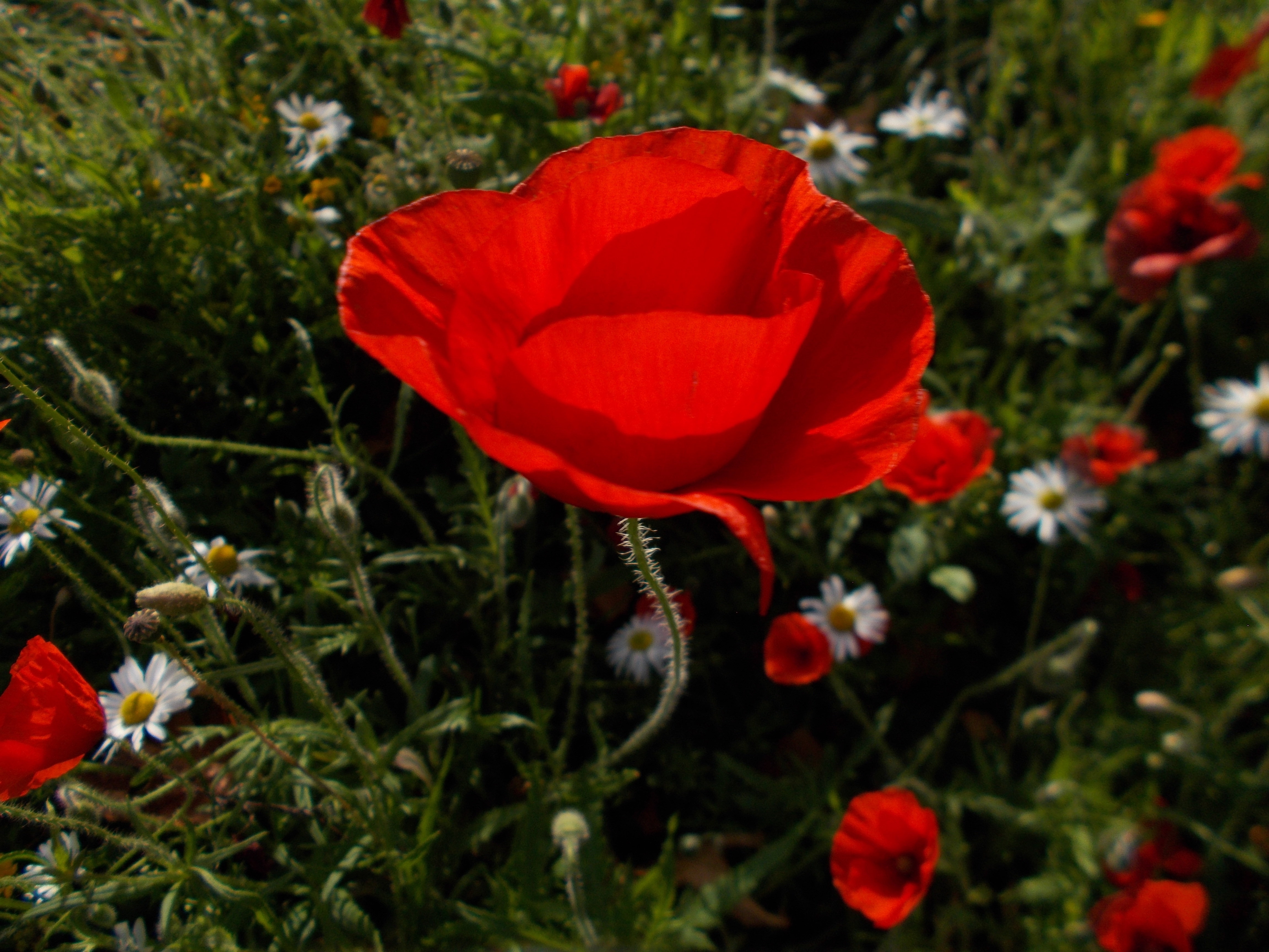 The Poppy Patch – Botanics Stories